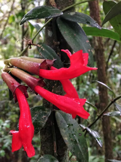 Plante rouge à lèvres (Aeschynanthus radicans)