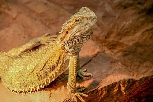 Agame barbu (dragon barbu) (Pogona vitticeps)