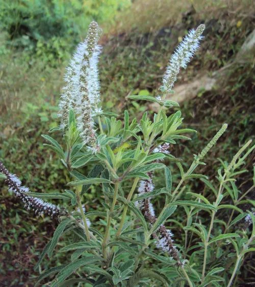 Pogostemon à quatre feuilles (Pogostemon quadrifolius)
