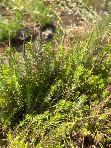 Pogostemon dressé (Pogostemon erectus)