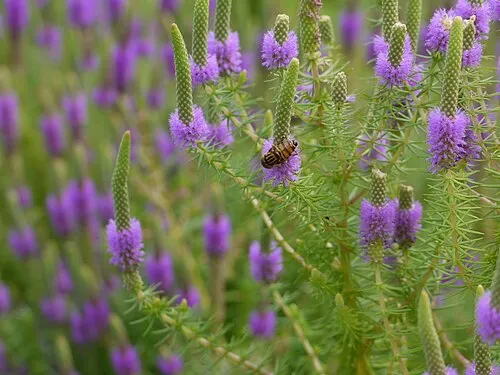 Pogostemon erectus (Pogostemon deccanensis (nom commercial « Pogostemon erectus », mal appliqué))