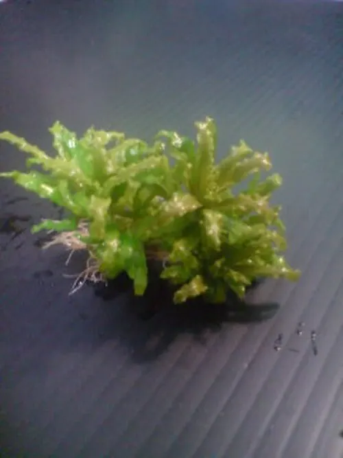 Downoi (étoile) (Pogostemon helferi)