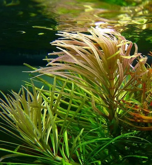 Étoile d'eau / Rotala étoilée (Pogostemon stellatus)