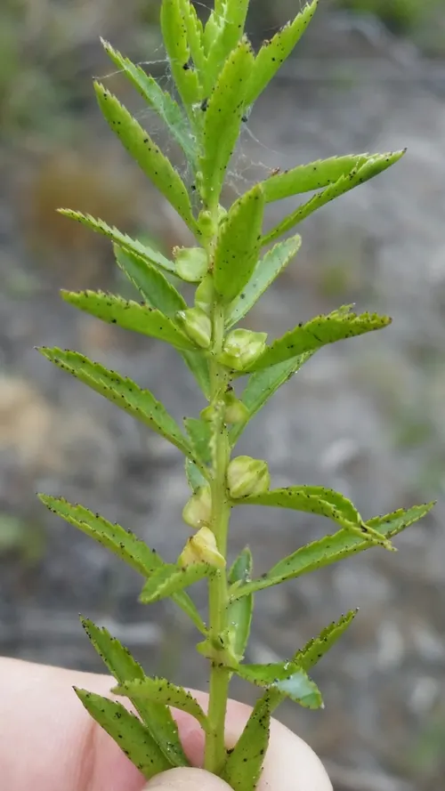 Proserpinaca des marais (Proserpinaca palustris)