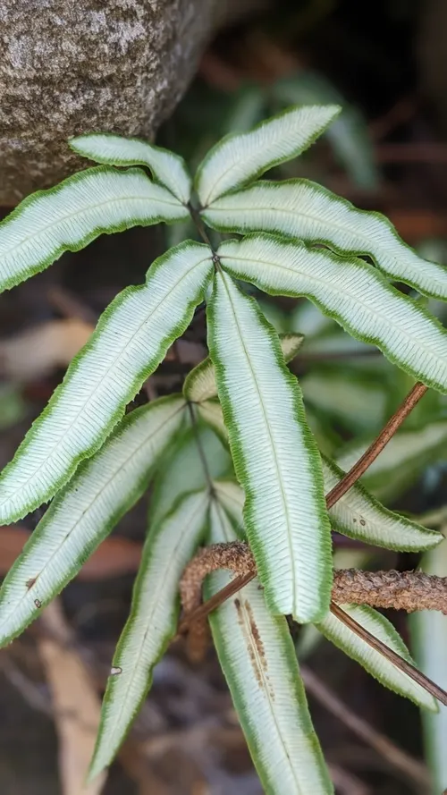 Ptéris de Crète (Pteris cretica)