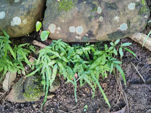 Ptéris ruban (Pteris ensiformis)