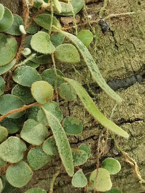 Fougère bouton rampante (Pyrrosia nummulariifolia (Sw.) Ching)