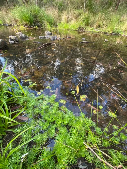 Renoncule inondée (Ranunculus inundatus)