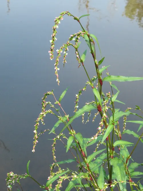 Renouée poivre d'eau (Persicaria hydropiper)