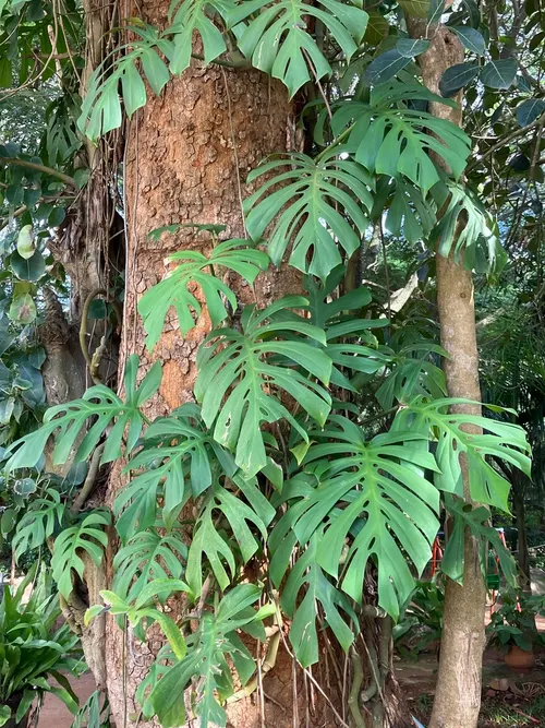 Rhaphidophora tetrasperma (Rhaphidophora tetrasperma)