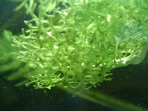 Riccie des flots / Crystalwort (Riccia fluitans)