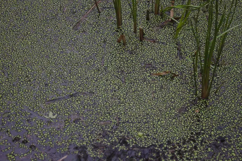 Ricciocarpe flottant (Ricciocarpos natans)