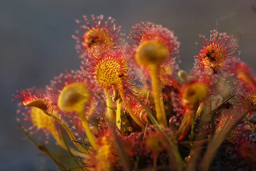 Rossolis à feuilles rondes (Drosera rotundifolia)