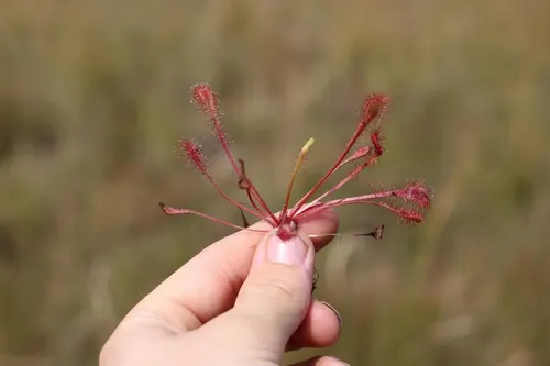 Rossolis nidiformis (Drosera nidiformis)