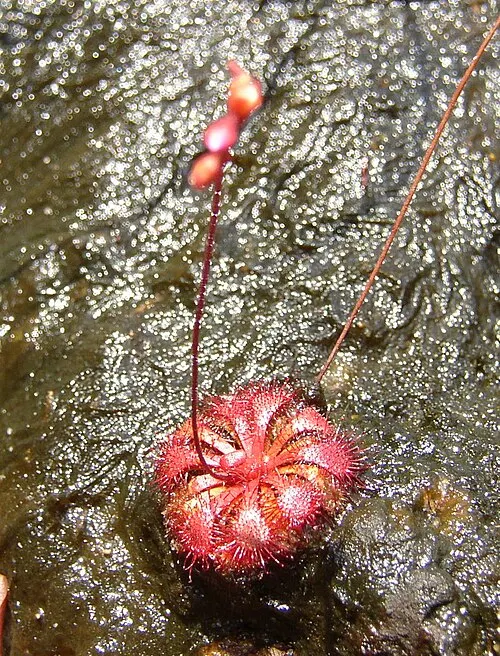 Rossolis spatulé (Drosera spatulata)