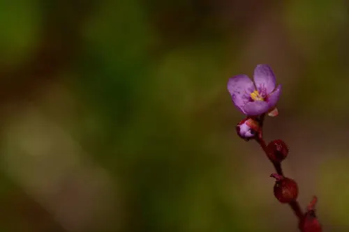 Rossolis venusta (Drosera venusta)