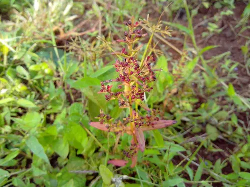 Rotala du Mexique (Rotala mexicana)