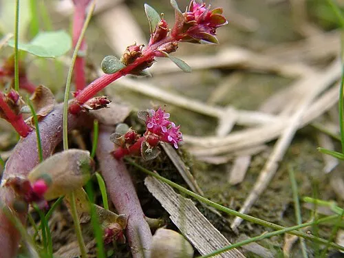 Rotala des Indes (Rotala indica)