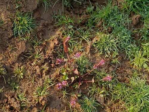 Rotala macrandra rouge (Rotala macrandra)