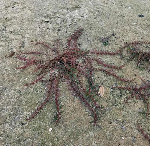 Rotala rameux (Rotala ramosior)