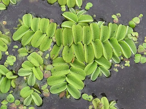 Salvinie nageante (Salvinia naine) (Salvinia natans)