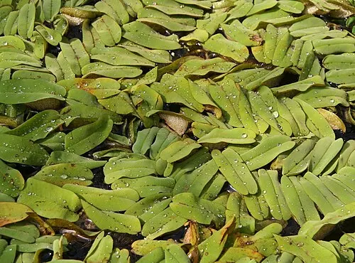 Salvinie à feuilles oblongues (Salvinia oblongifolia)