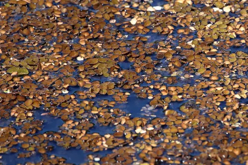 Salvinie naine (Salvinia minima)