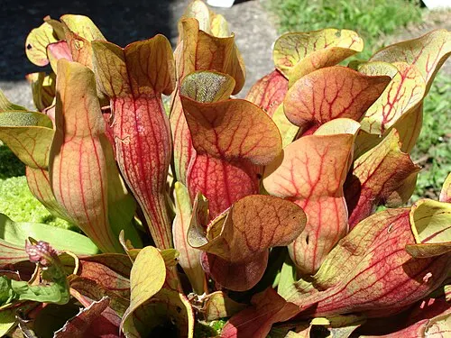 Sarracénie pourpre (plante trompette) (Sarracenia purpurea)