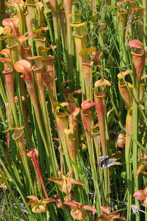 Sarracénie ailée (Sarracenia alata)