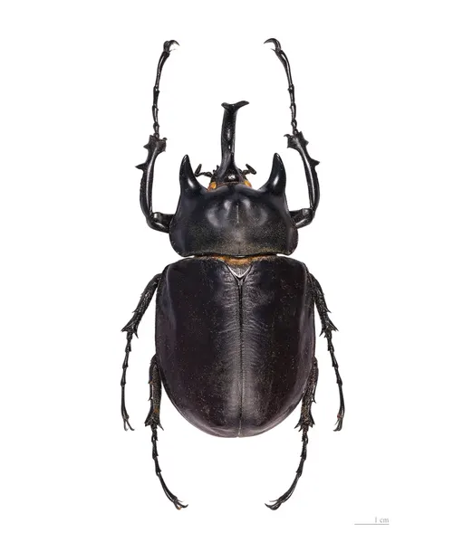 Scarabée Actéon (Megasoma actaeon)