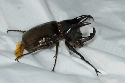 Scarabée Atlas (Chalcosoma atlas)