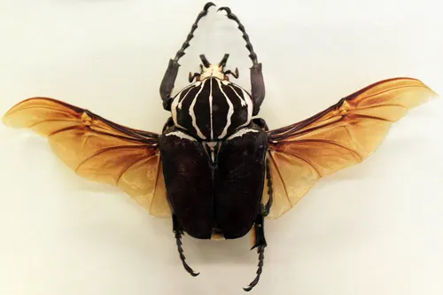 Scarabée goliath (Goliathus goliatus)