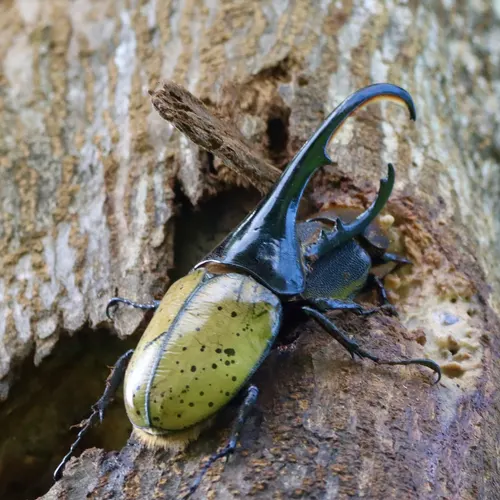 Scarabée Hercule (Dynastes hercules)