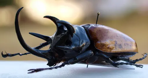 Scarabée rhinocéros à cinq cornes (Eupatorus gracilicornis)