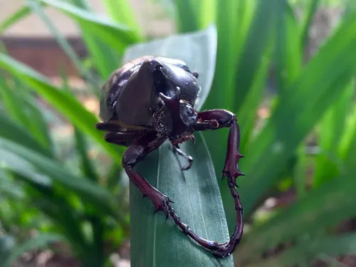 Scarabée rhinocéros de Gideon (Xylotrupes gideon)