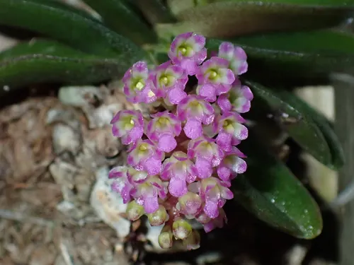 Schoenorchis parfumée (Schoenorchis fragrans)