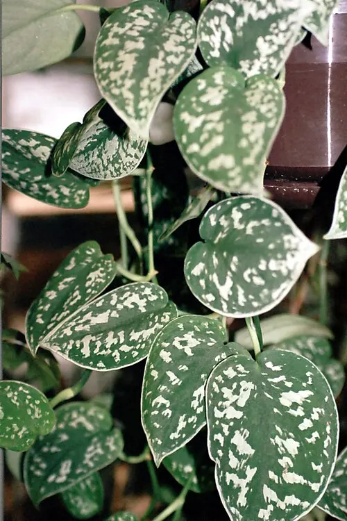 Pothos argenté / Scindapsus argenté (Scindapsus pictus Hassk.)
