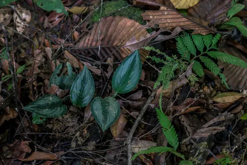 Scindapsus treubii (Scindapsus treubii)