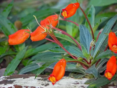 Seemannia des forêts (Seemannia sylvatica)