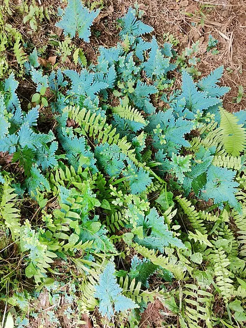 Sélaginelle paon (Selaginella willdenowii)
