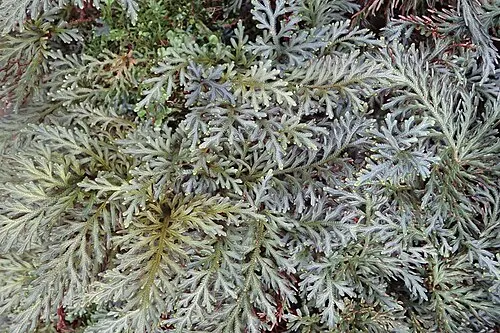 Sélaginelle à tiges rouges (Ruby Red Spike Moss) (Selaginella erythropus)