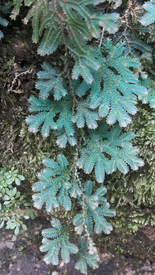 Sélaginelle arc-en-ciel (Selaginella uncinata)