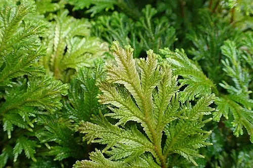 Sélaginelle de Martens (Selaginella martensii)
