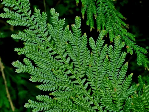 Sélaginelle de Moellendorff (Selaginella moellendorffii)