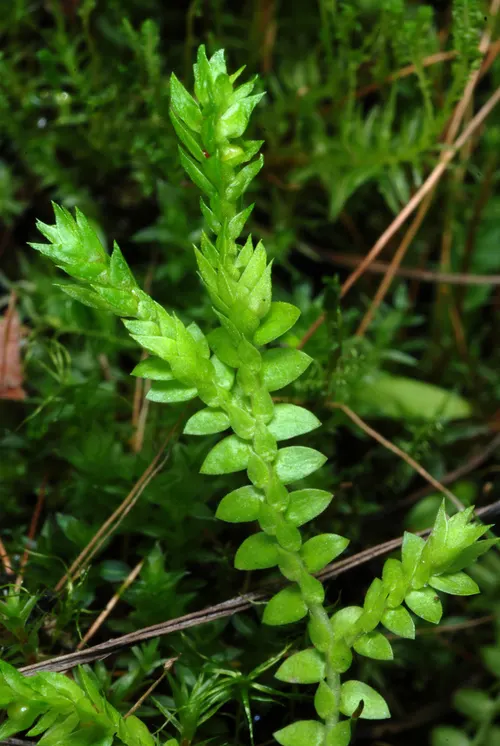 Sélaginelle des prés (Selaginella apoda)
