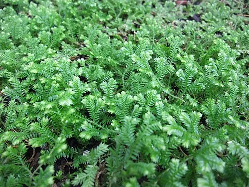 Sélaginelle (Mousse-fougère de Krauss) (Selaginella kraussiana)