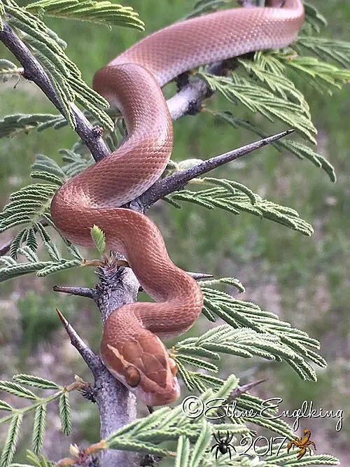 Serpent des maisons du Cap (Boaedon capensis)