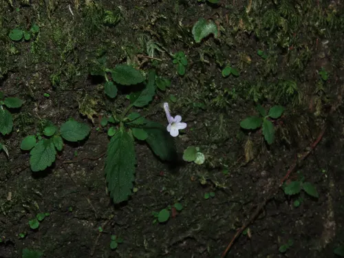 Sinningia miniature (Sinningia pusilla)