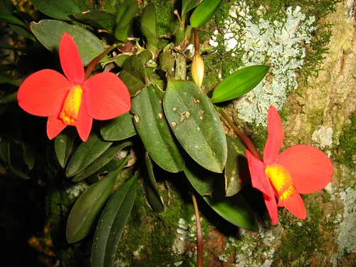Sophronitis écarlate (Cattleya coccinea) (Cattleya coccinea)