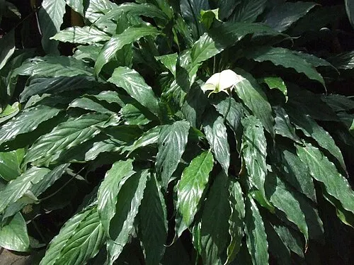 Fleur de lune (Spathiphyllum wallisii)